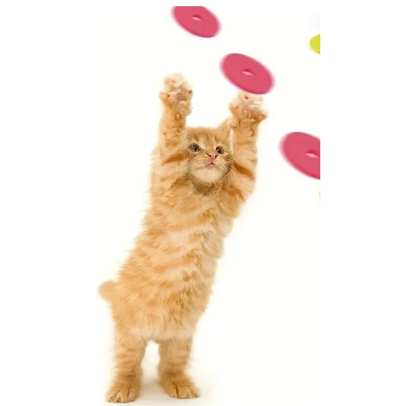 Komik Kedi Oyuncakları Yaratıc - Frisbee Freestyle Disc incelemesi ve fiyatı