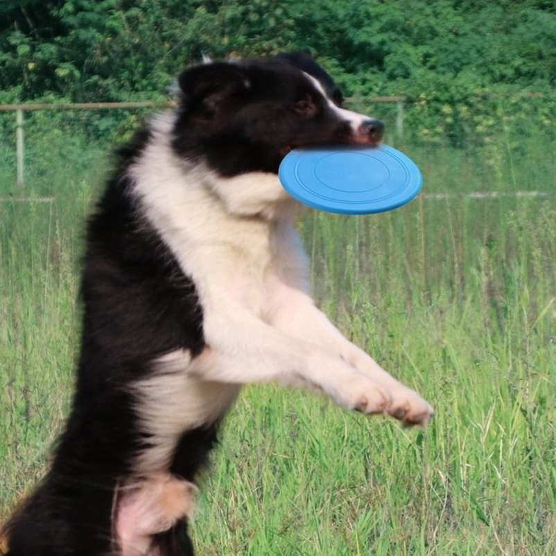 Silikon eğlenceli evcil hayvan - Frisbee Freestyle Disc incelemesi ve fiyatı